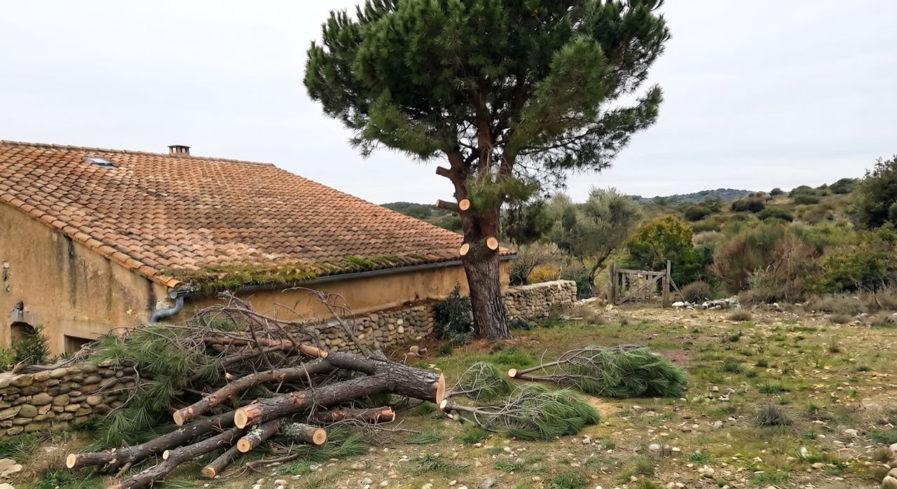 Après : réduction d'un pin dont les branches touchaient le toit