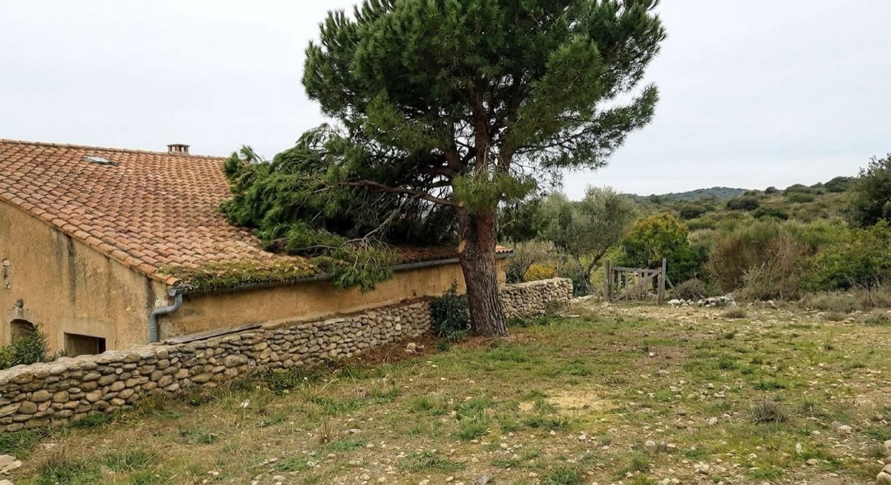 Avant : réduction d'un pin dont les branches touchaient le toit
